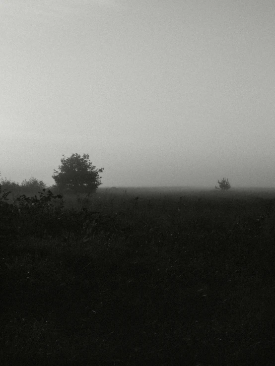 a foggy view of an umbrella in the distance and trees in front