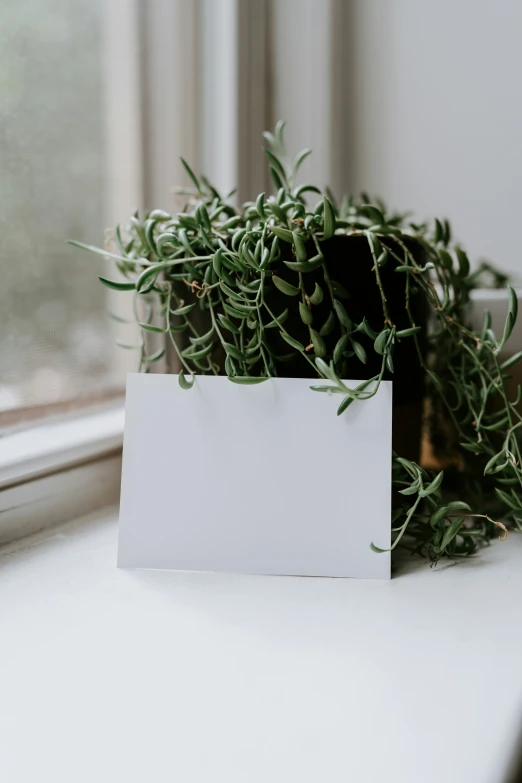 a card sitting on top of a white counter next to a plant