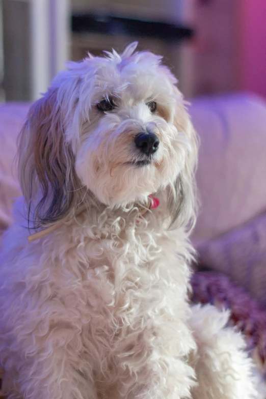 a small white dog sits on some cushiones