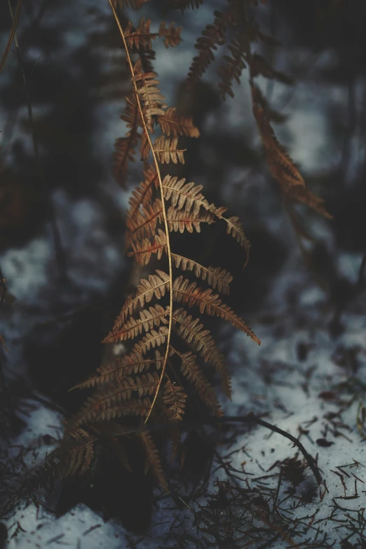 there is a small brown plant in the snow