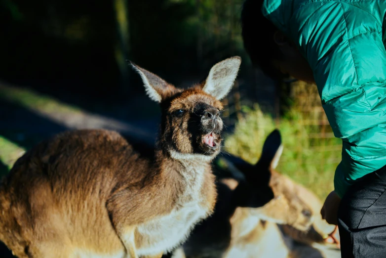 a kangaroo is smiling while someone looks at it