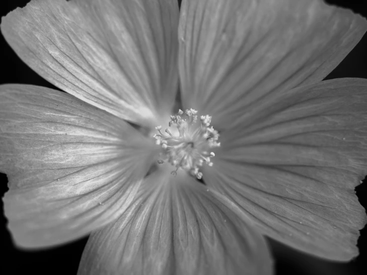 the close up of the center of a flower