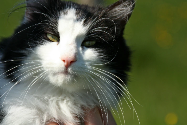 a black and white cat with a green background