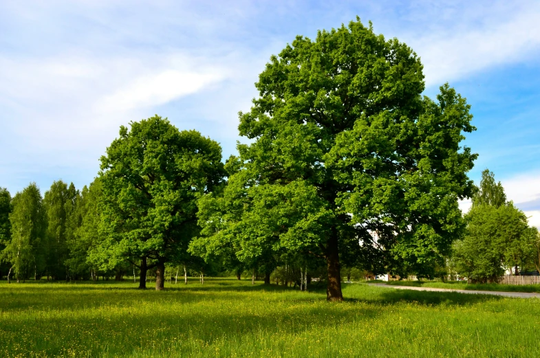 a green field with trees on a sunny day