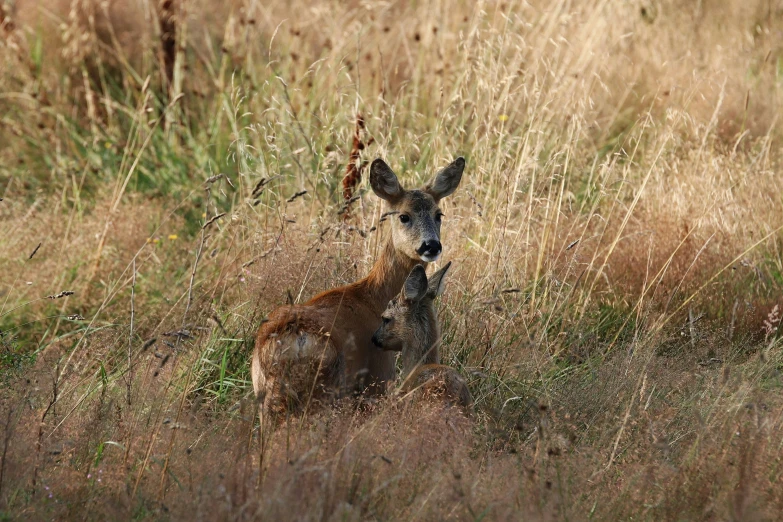 an animal is sitting in a tall grass field