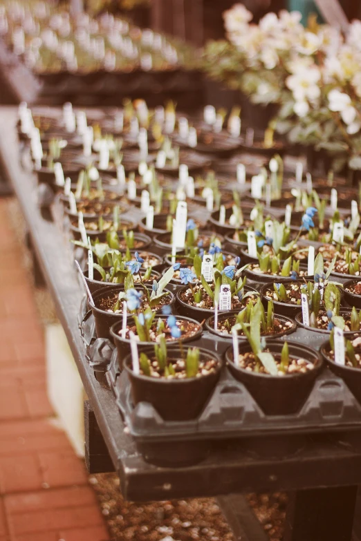 many small potted plants sit in plastic trays