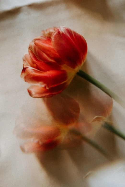 the red flower is on the table outside