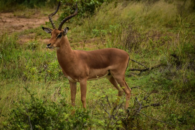 a gazelle with large horns standing on a grassy area