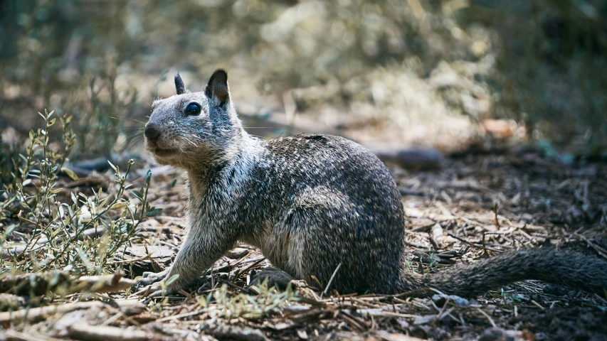 an animal is looking to the right while standing in the grass