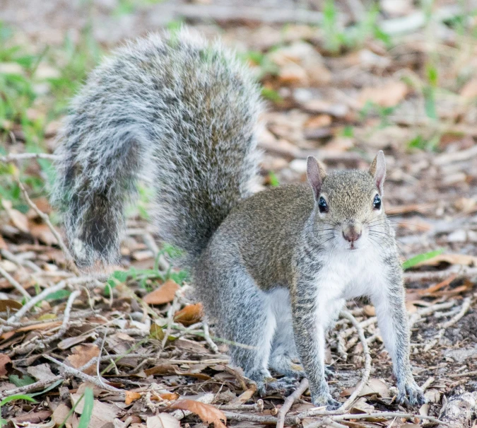 a squirrel that is standing in the ground