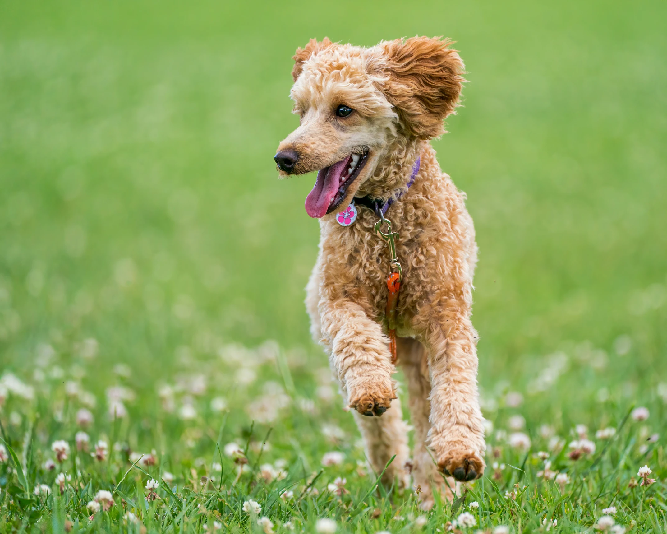 an orange dog is running through a field