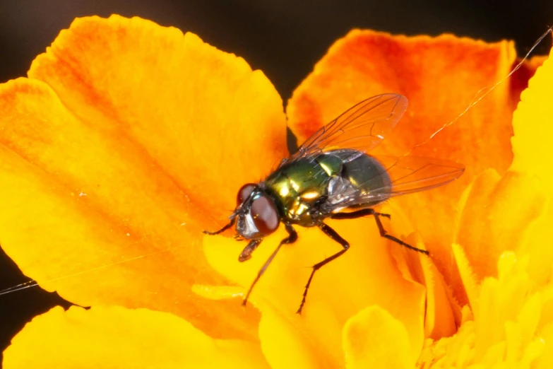 the insect is sitting on top of a flower