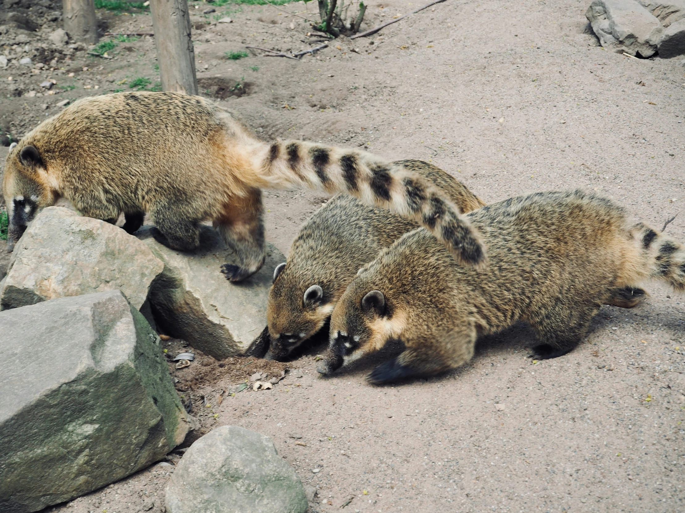 the two brown bears are playing with each other