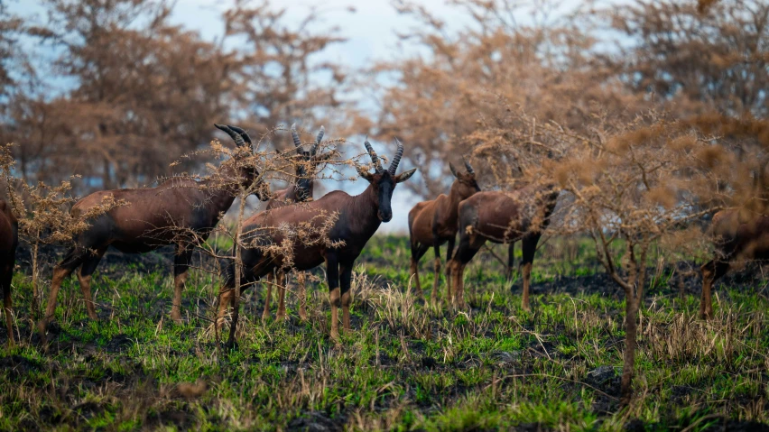 a herd of elk grazing in an open field