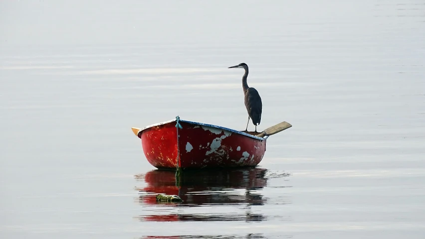 a black bird sits on top of a red boat