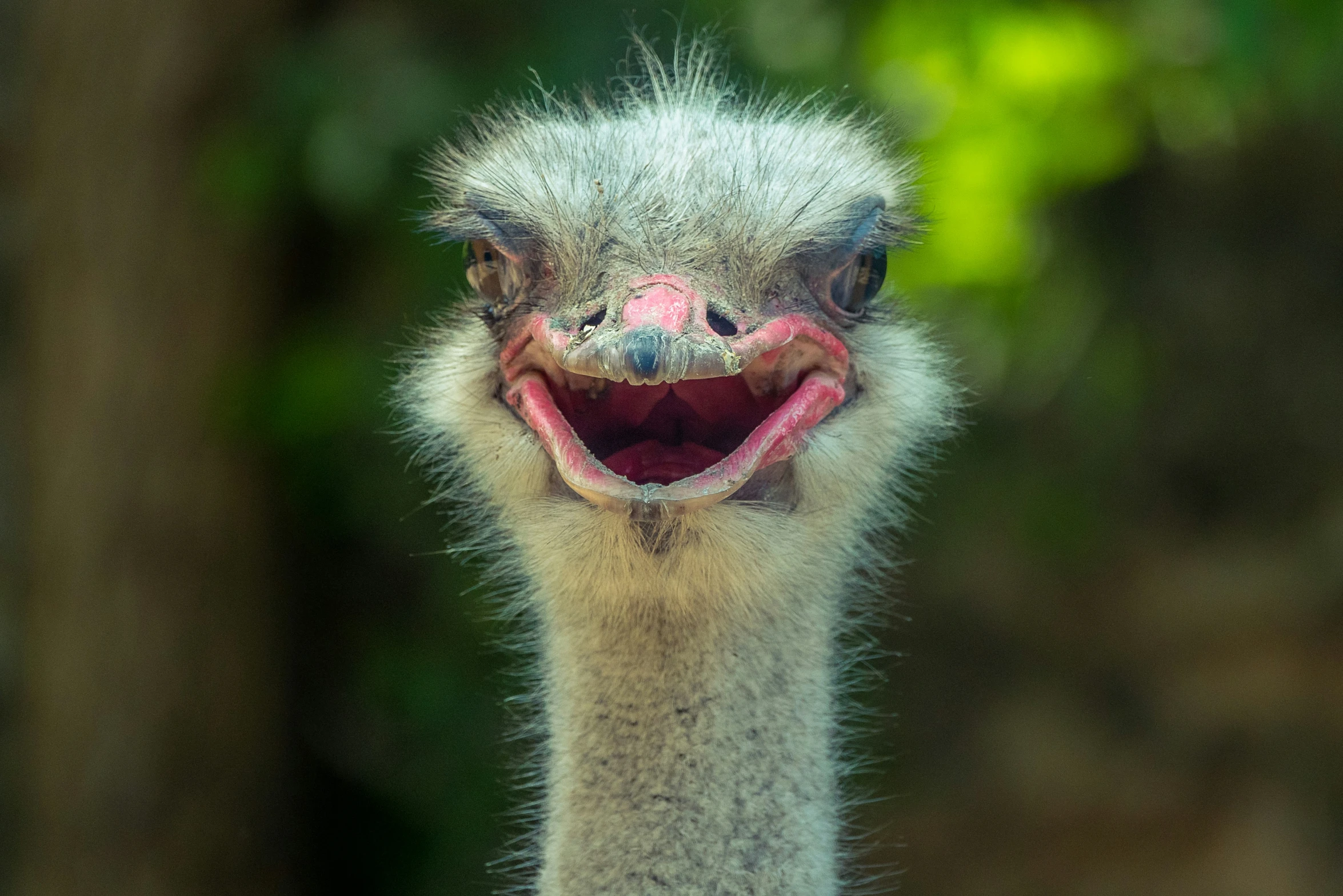 a very cute emu with it's tongue out