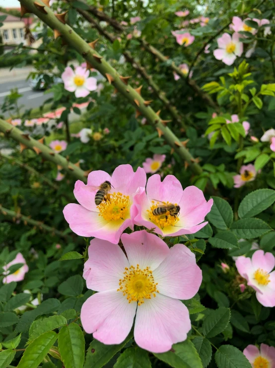 some pink flowers with bee on them and blurry background