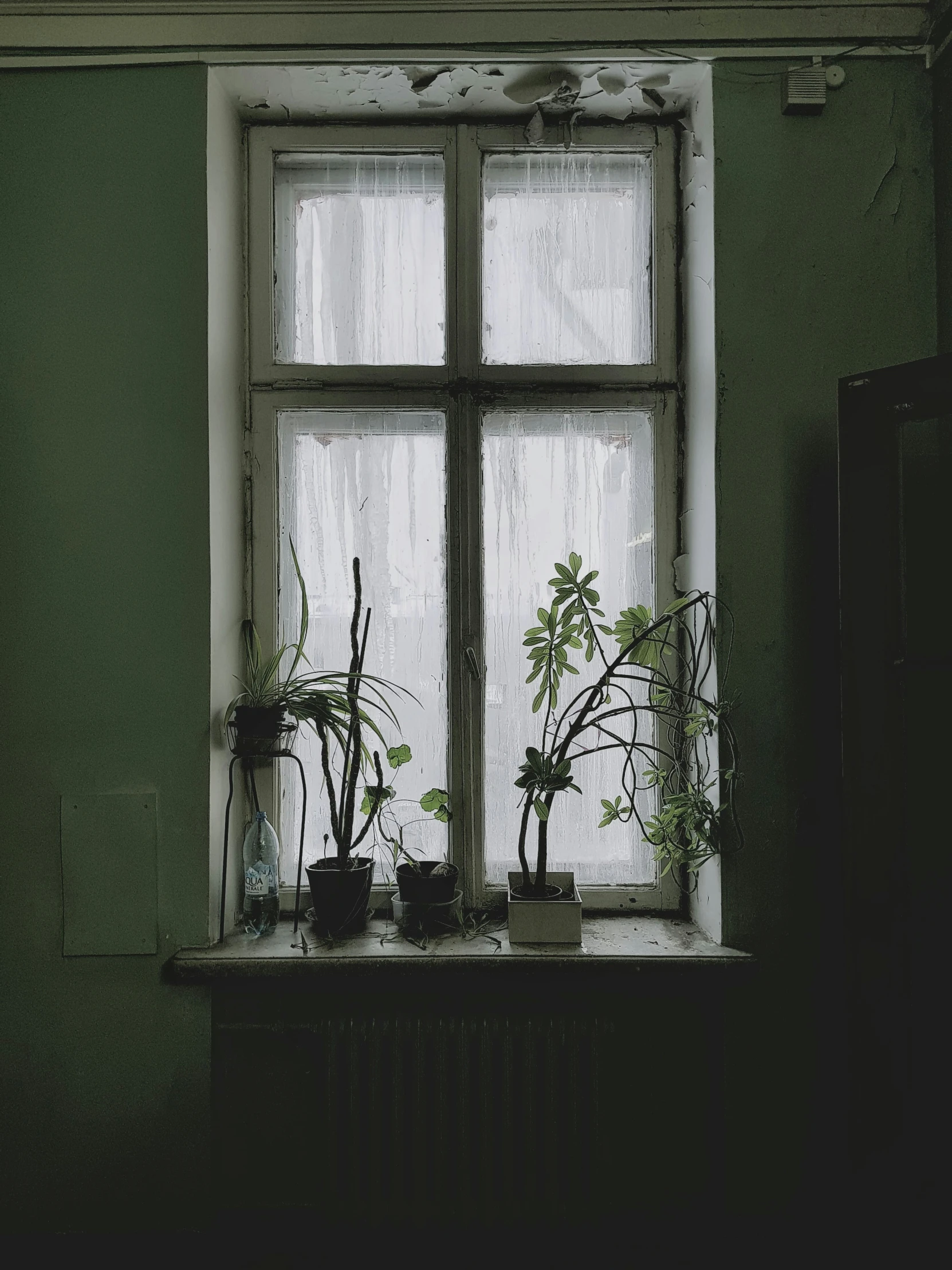 potted plants sit on a window sill in an old building