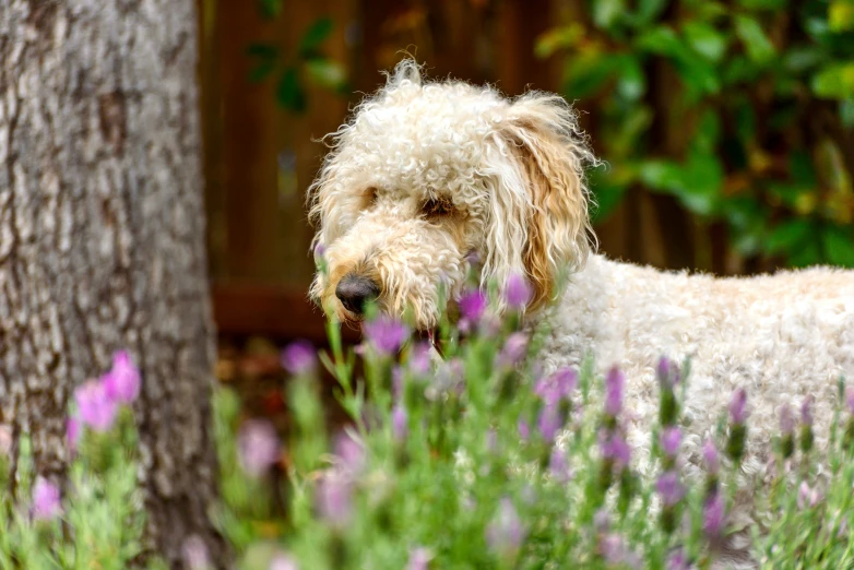 a dog stands in some flowers near a tree