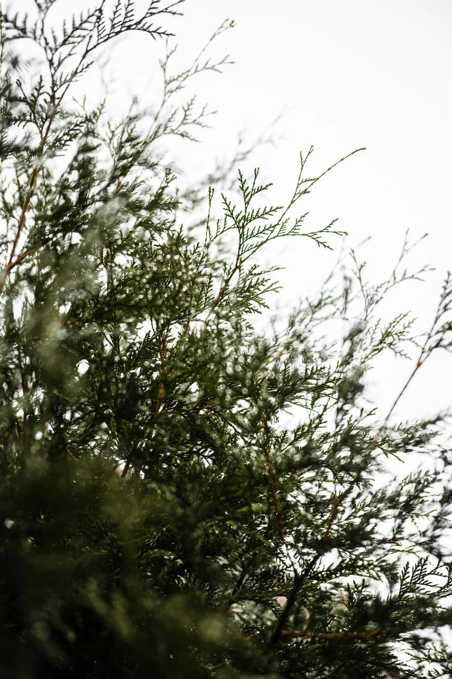 bird flying by some trees in the air