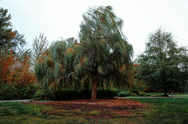 a lone tree stands in a large green field