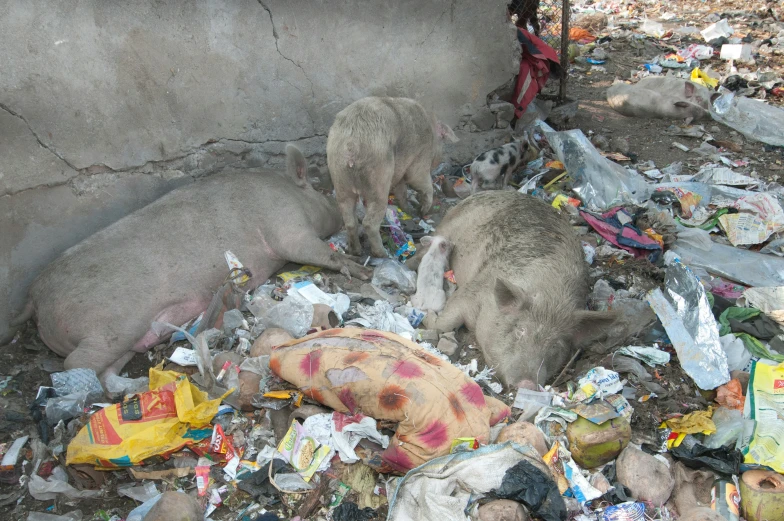 two pigs eating garbage from bags and on the ground