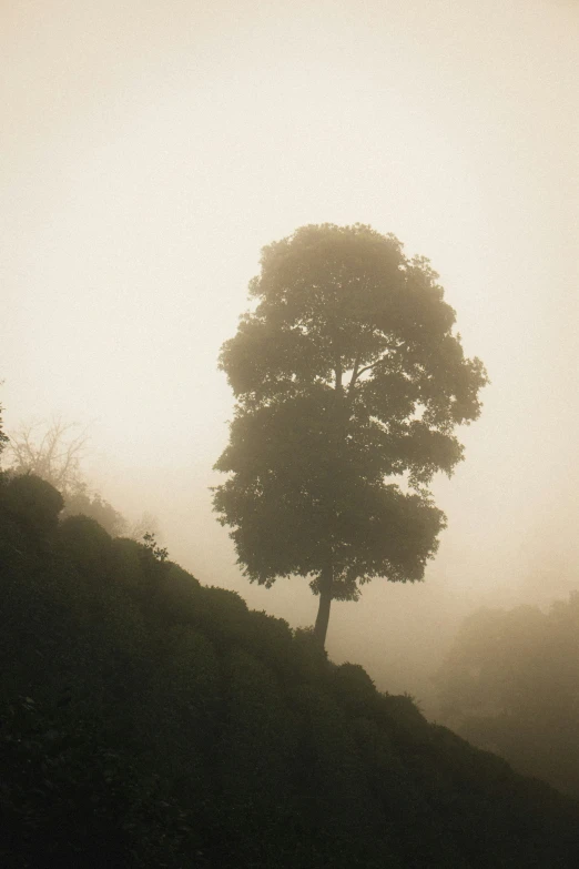 tree on side of mountain in fog with low visibility