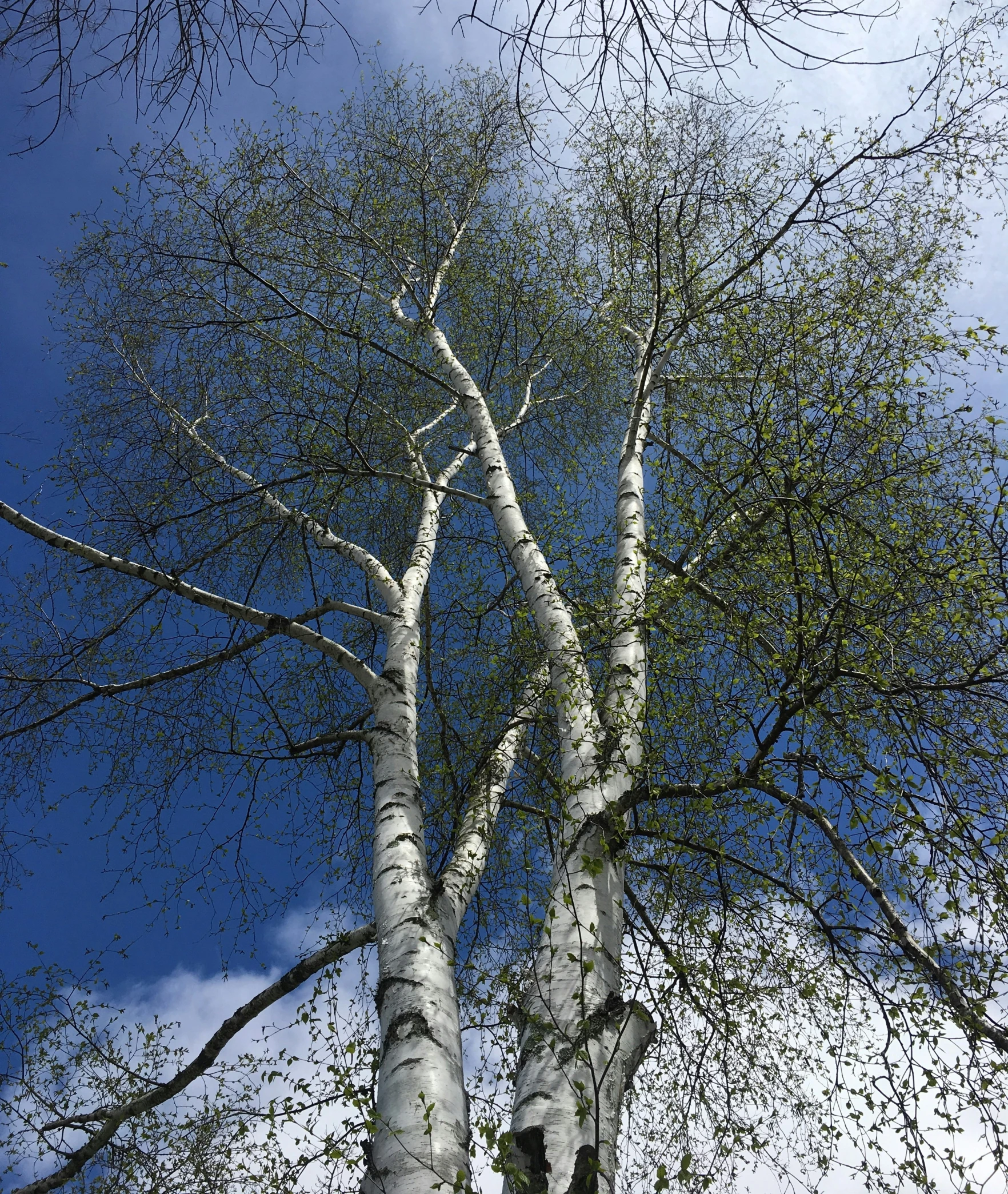 a very tall white birch tree with lots of leaves