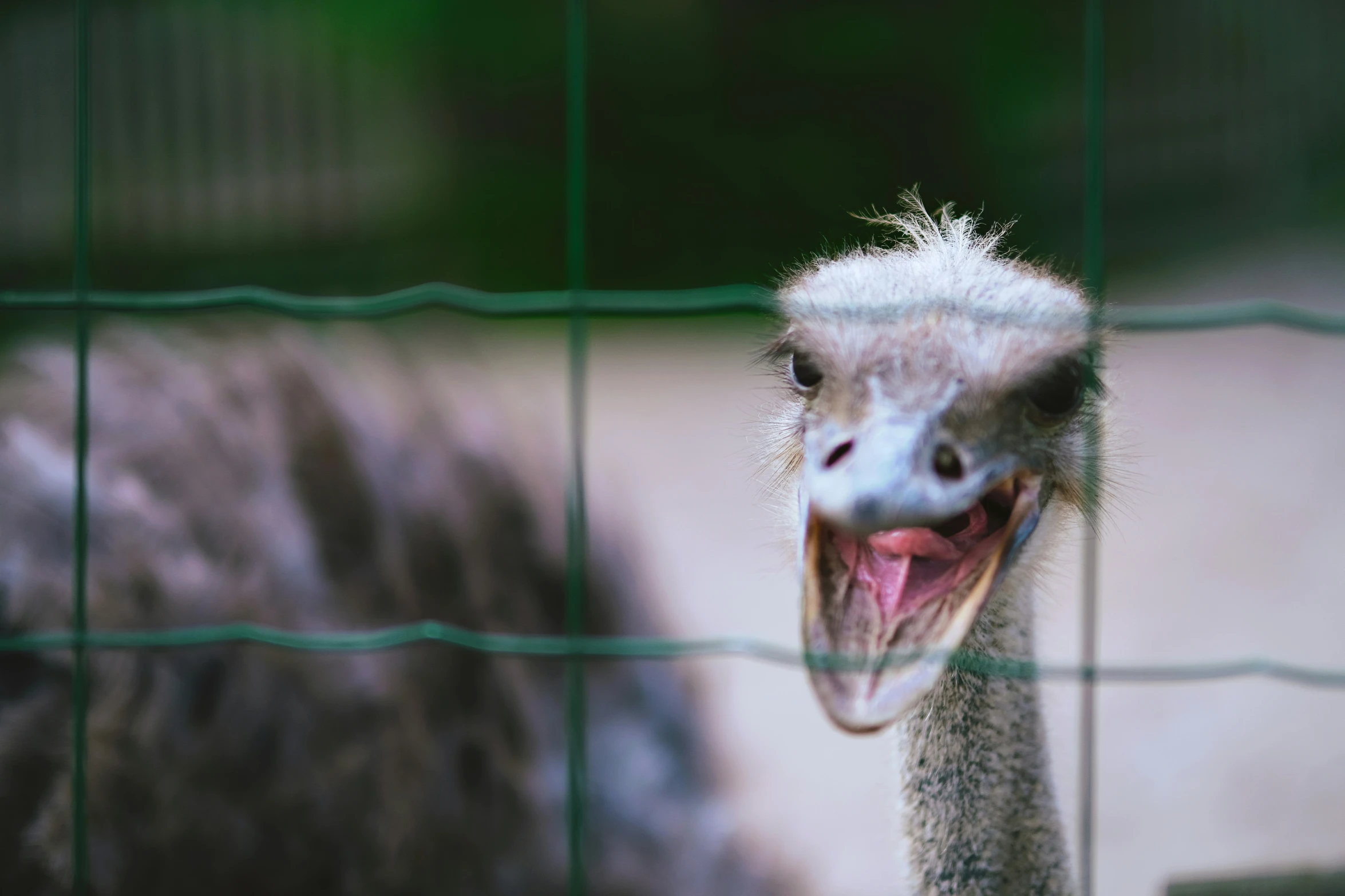 an ostrich with its mouth open and the other ostrich in the background