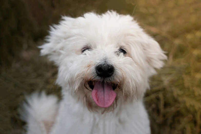 a white fluffy puppy smiles and stands in a grassy area