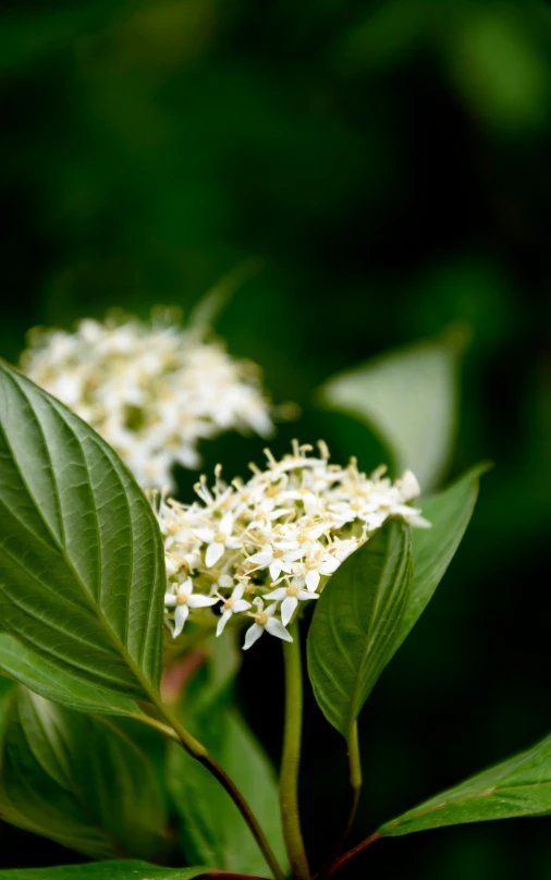 a close up of white flowers on a green tree nch