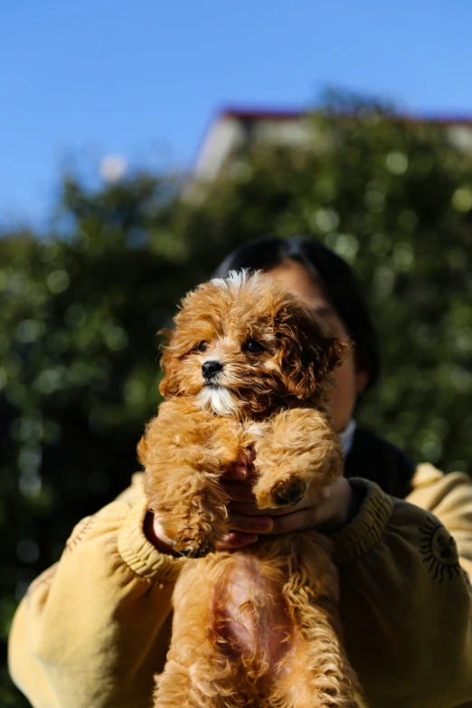 a person holding up a small dog in their hand