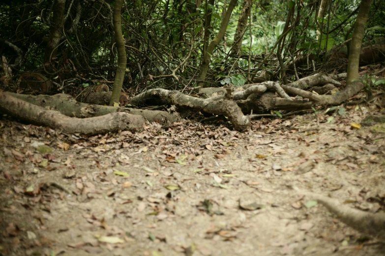 a dirt road in the middle of trees