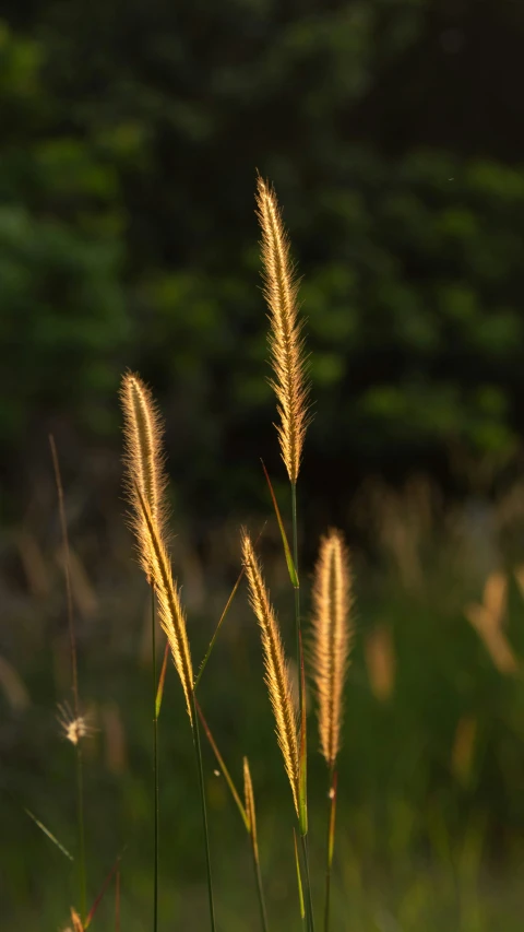 a plant in a field of green and yellow grass