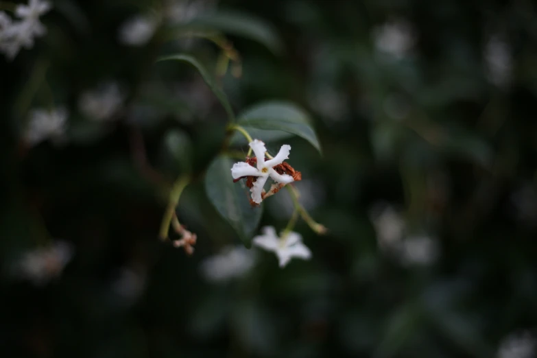 a flower that is blooming from a nch in the woods