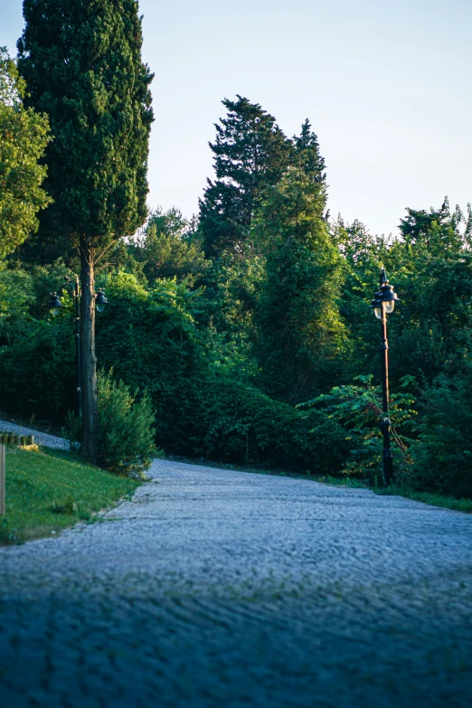 a narrow driveway that is paved near some trees