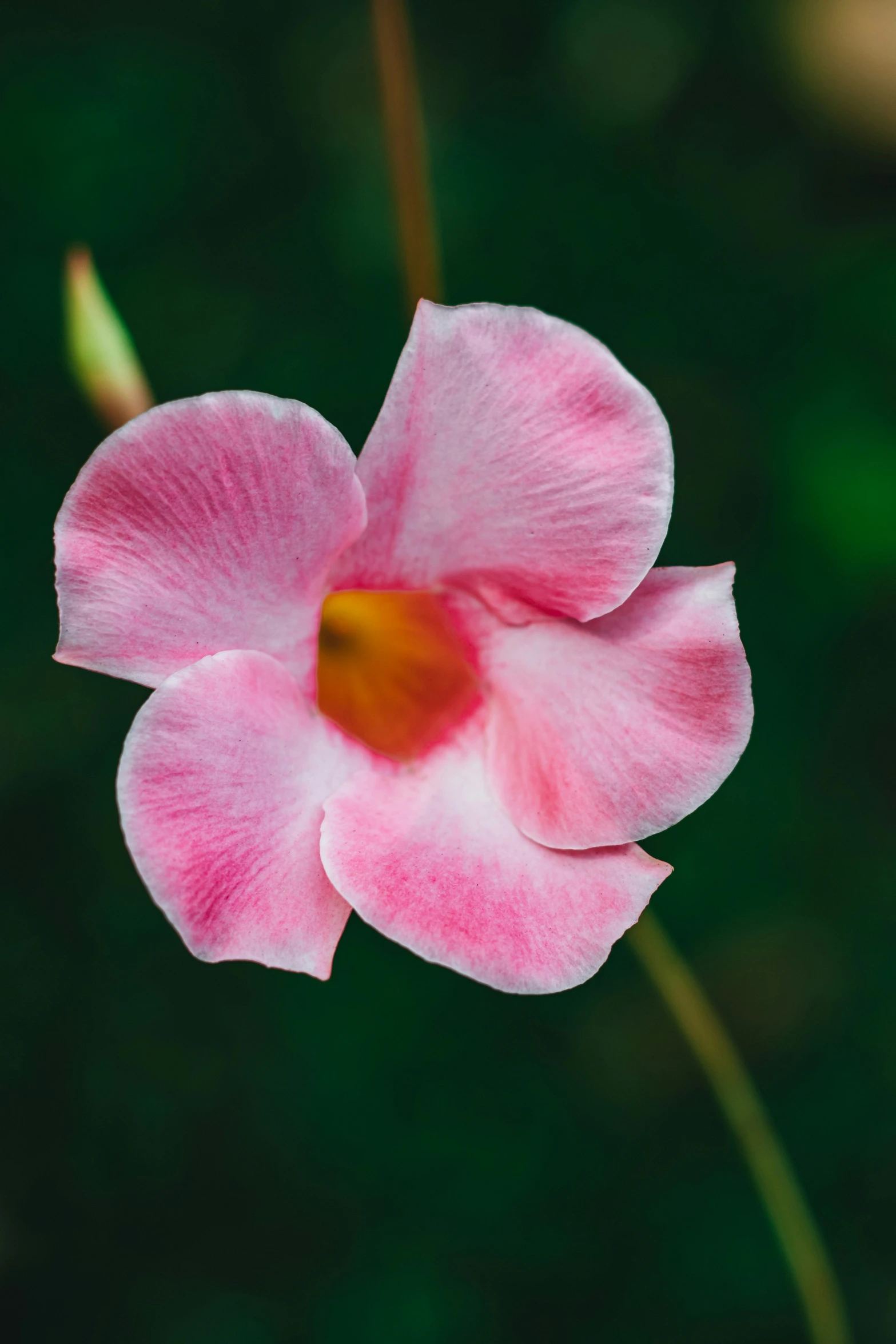 a pink flower in bloom, with a blurry background