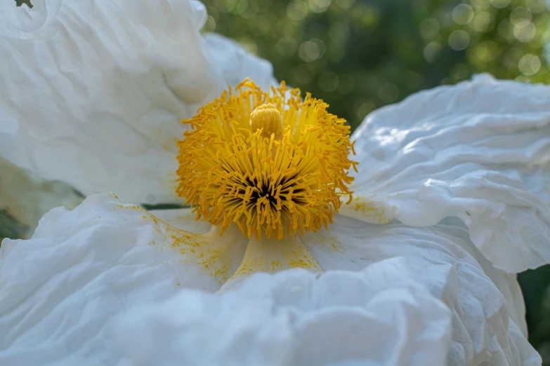 there is a white and yellow flower with a bee in the middle