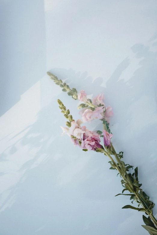 pink flowers and grass on a white background