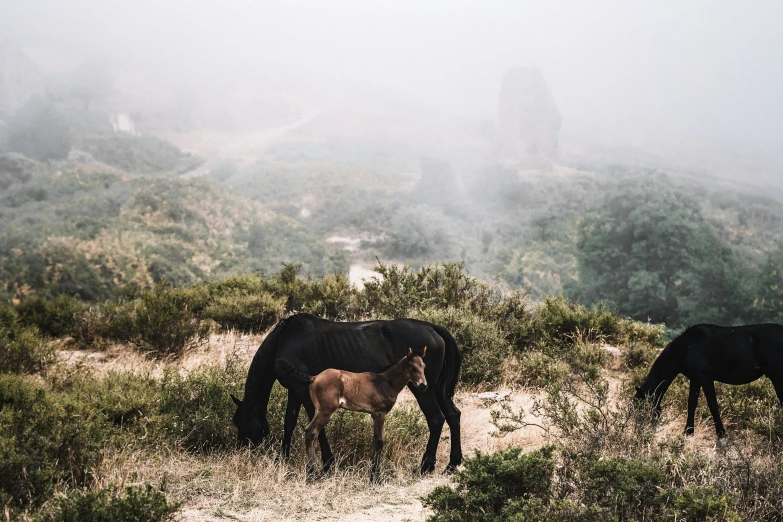 a herd of horses grazing on grass in the field