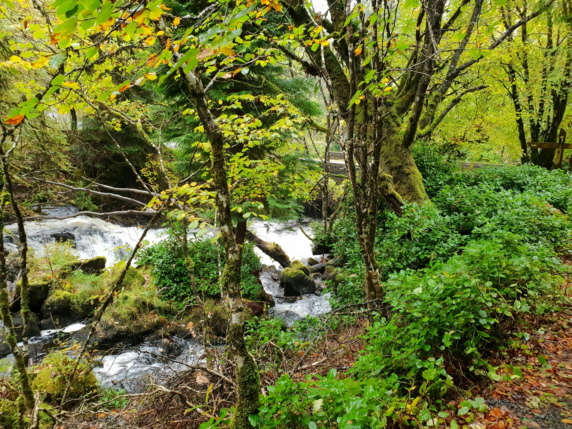 a very pretty stream by some trees