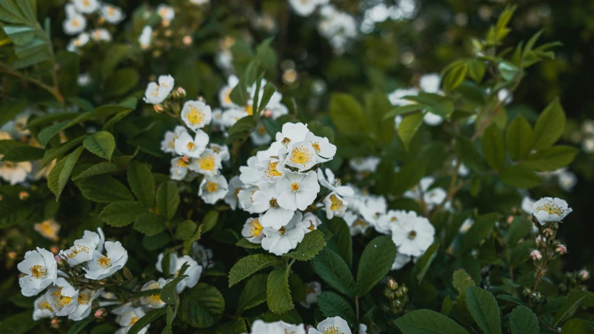 white flowers in a garden full of green leaves