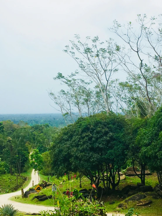 a winding road near the edge of a tropical area