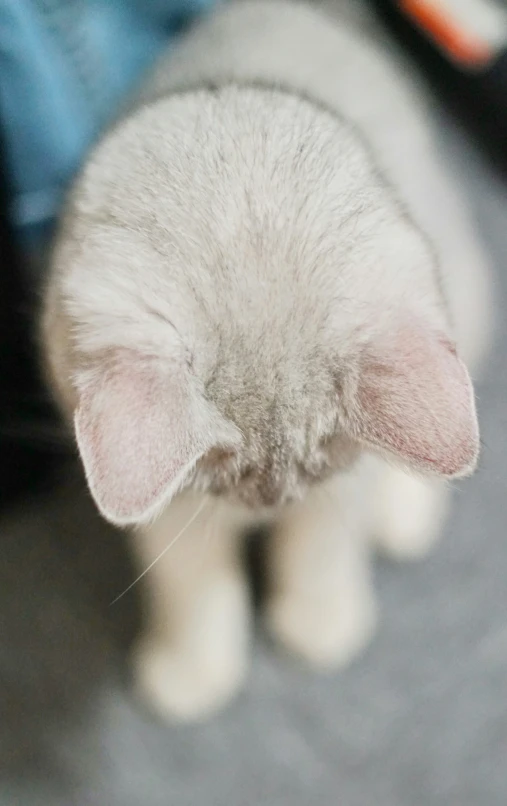 this cat seems to be very interested in the view