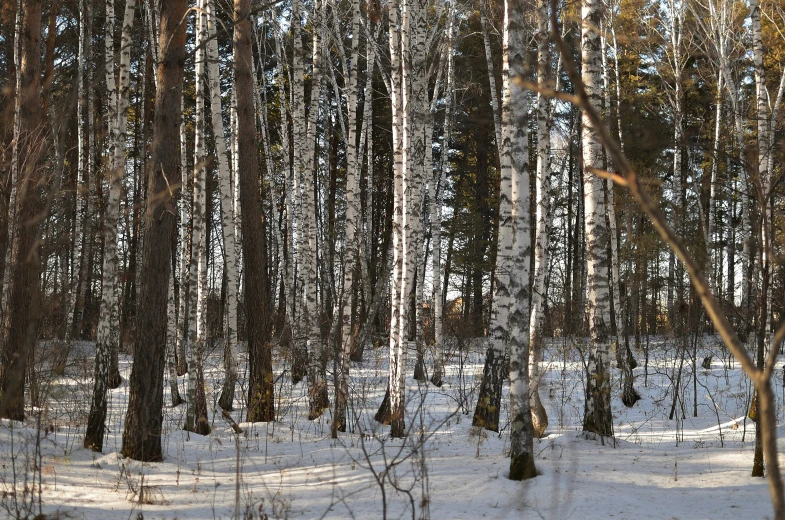 a group of trees are in the snow