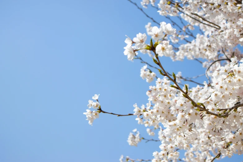a tree full of white flowers is standing tall in the air