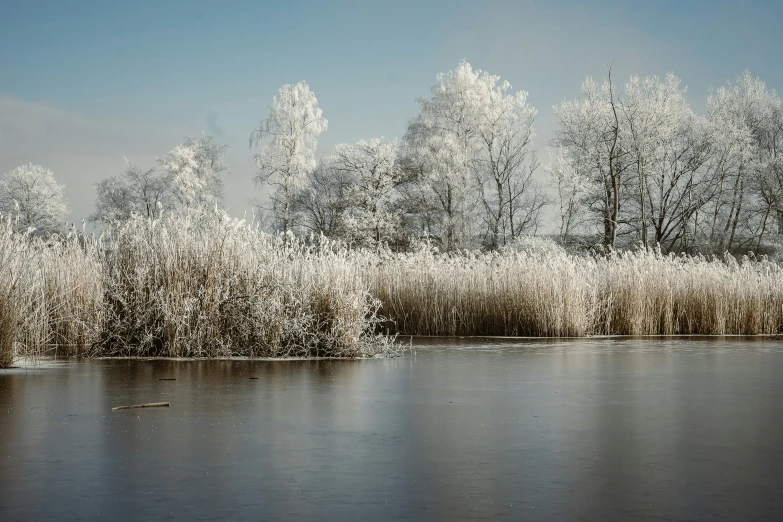 a pond covered with trees during the day