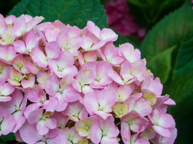 some pretty pink flowers with big green leaves