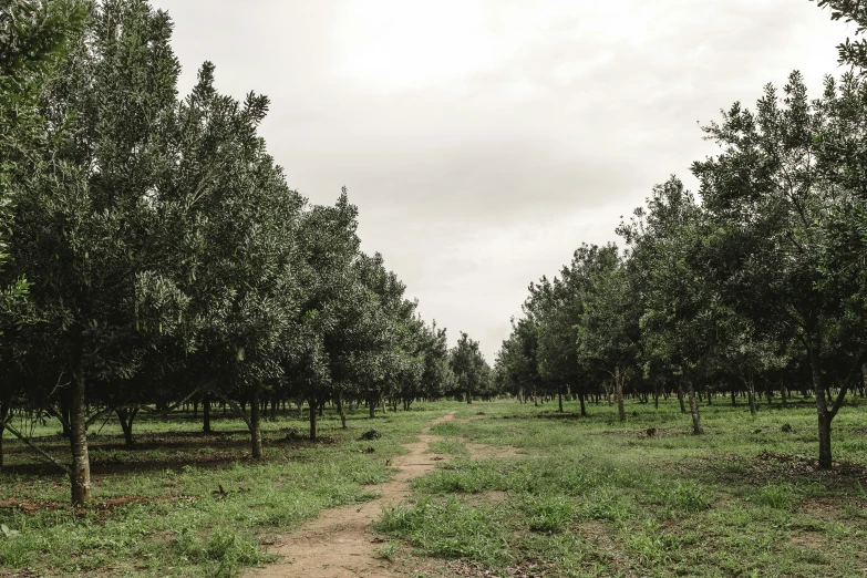 a dirt path in an apple orchard lined with trees