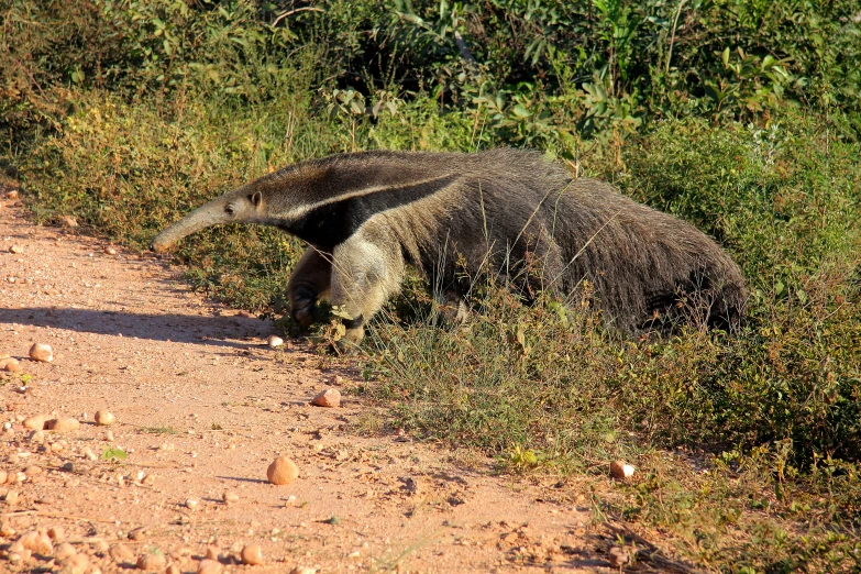 a dead animal laying in the middle of some grass